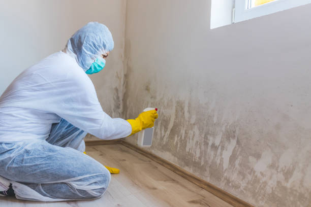 Licensed Mold Removal service in Flint Hill, VA - WQB Mold Removal